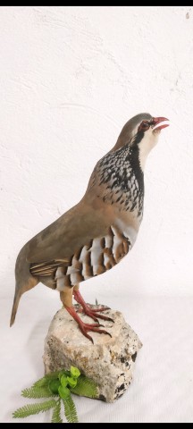 PERDIZ ROJA