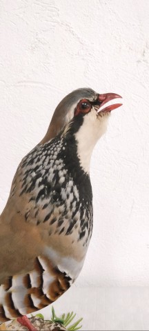 PERDIZ ROJA 