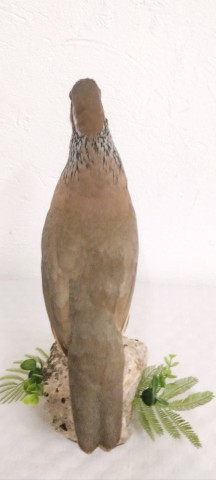 PERDIZ ROJA 