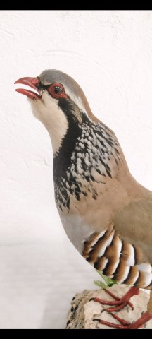 PERDIZ ROJA 