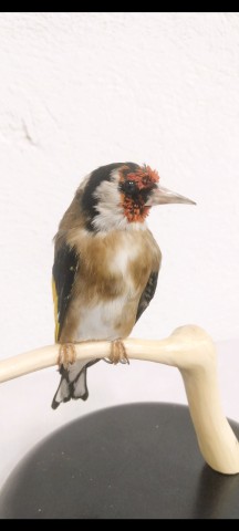 JILGUERO 