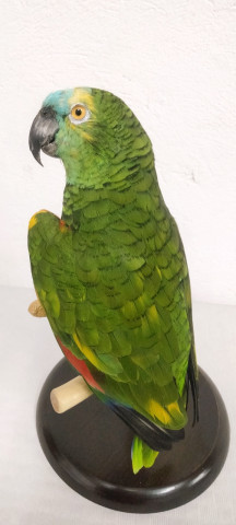 LORO AMAZONAS