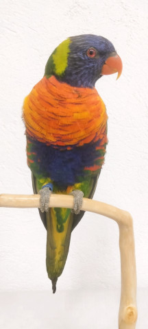 LORIS MULTICOLOR 