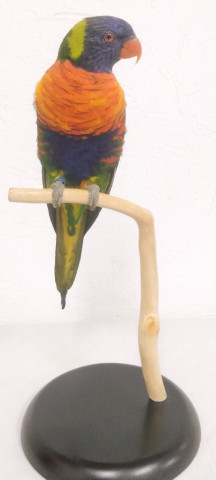 LORIS MULTICOLOR 