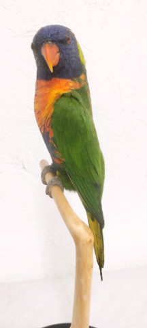 LORIS MULTICOLOR