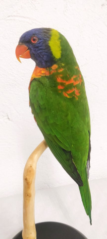 LORIS MULTICOLOR