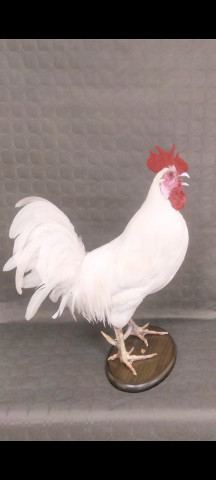 Gallo