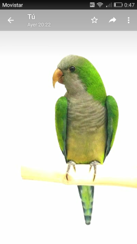 COTORRA ARGENTINA 