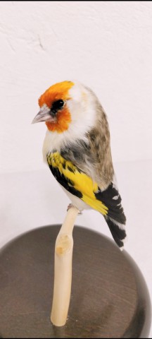 JILGUEROS