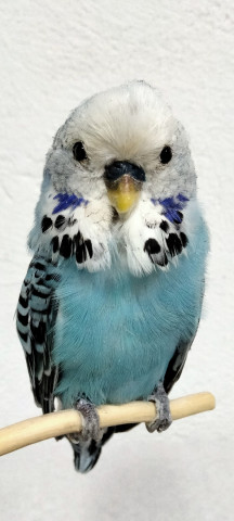 PERIQUITO 