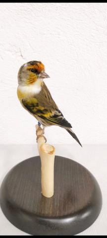 JILGUEROS 