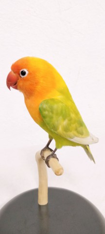 AGAPORNIS 