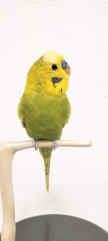 PERIQUITOS 