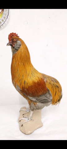 Gallo 