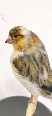 CANARIO
