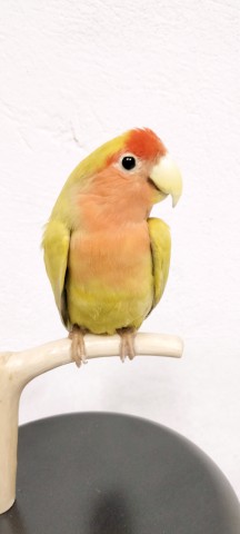 AGAPORNIS 