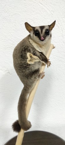 PETAURUS del azucar