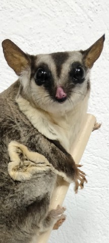 PETAURUS del azucar
