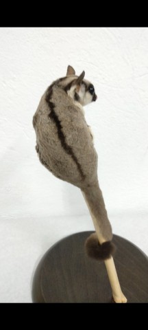 PETAURUS del azucar