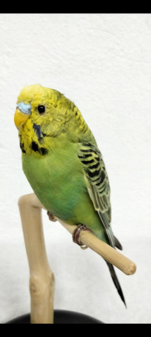 PERIQUITOS 