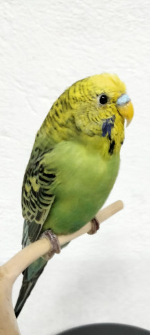 PERIQUITOS 