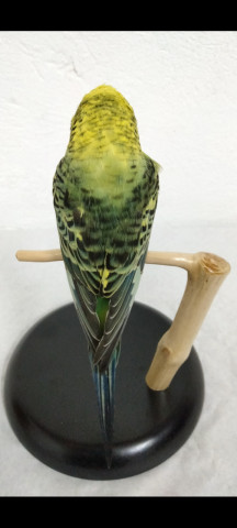 PERIQUITOS 