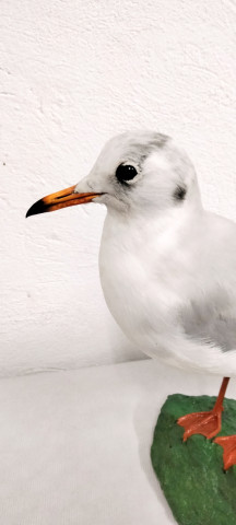 GAVIOTA REIDORA 