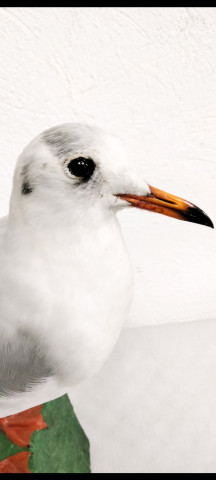GAVIOTA REIDORA 