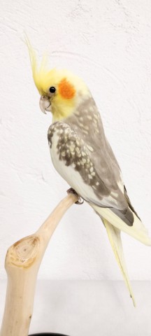 NINFAS