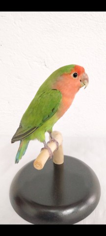 AGAPORNIS 