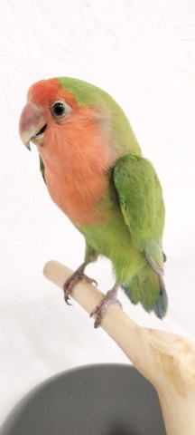 AGAPORNIS 