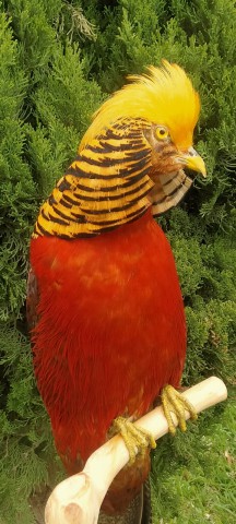 FAISAN DORADO