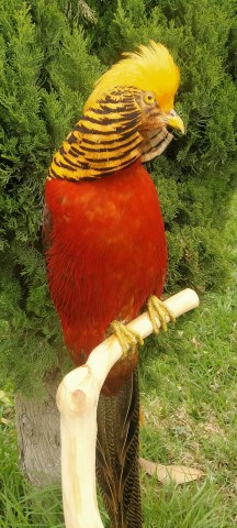 FAISAN DORADO
