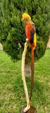 FAISAN DORADO
