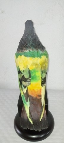 PALOMA de conpeticion