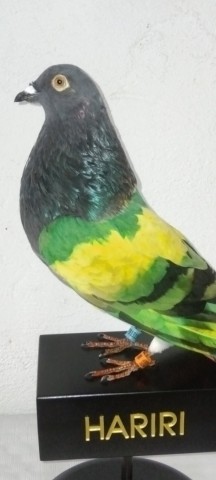 PALOMA de conpeticion 