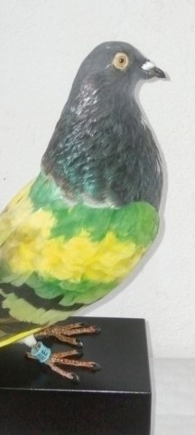 PALOMA de conpeticion 
