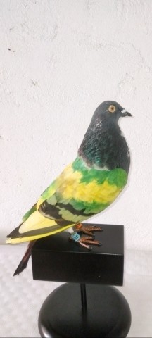 PALOMA de conpeticion 