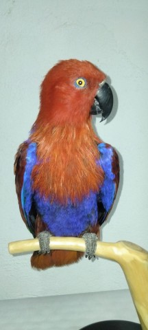 LORO ECLECTUS MACHO