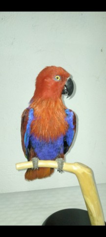 LORO ECLECTUS MACHO