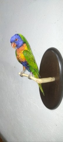 LORIS ARCOIRIS 