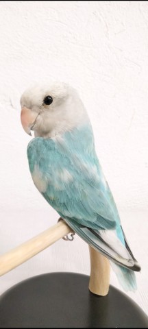 AGAPORNIS 
