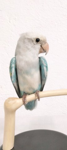 AGAPORNIS 