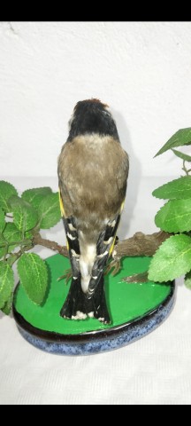 JILGUERO 