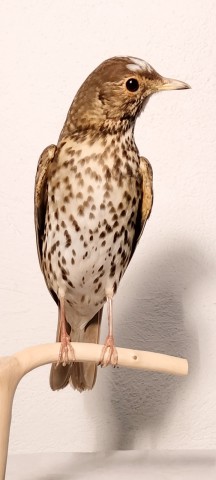 ZORZAL comun con albinismo 