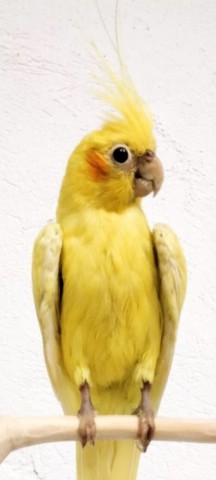 NINFAS