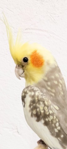 NINFAS