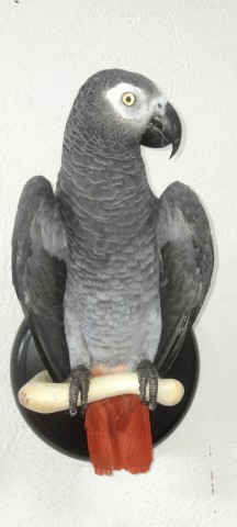 JAKO de cola roja