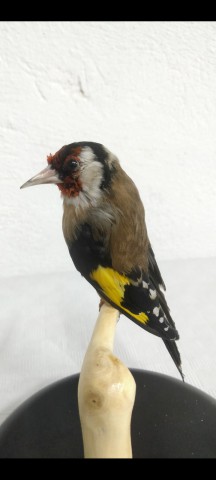 JILGUERO 