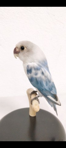 AGAPORNIS 